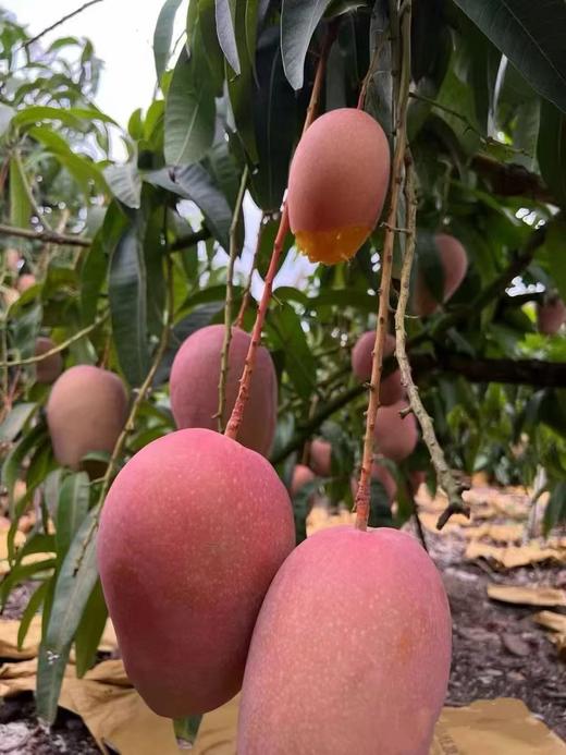 海南三亚红玉芒 商品图4