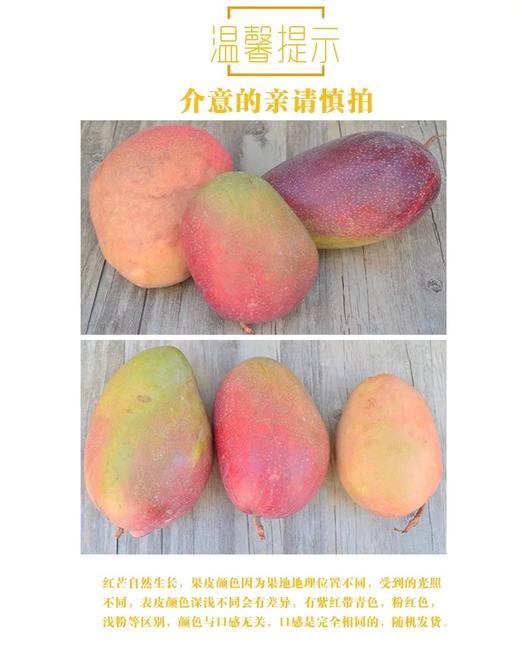 海南三亚红玉芒 商品图6