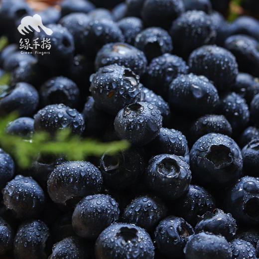 有机蓝莓（云南大理） | 合作生产*Organic blueberries | artner Production 商品图1