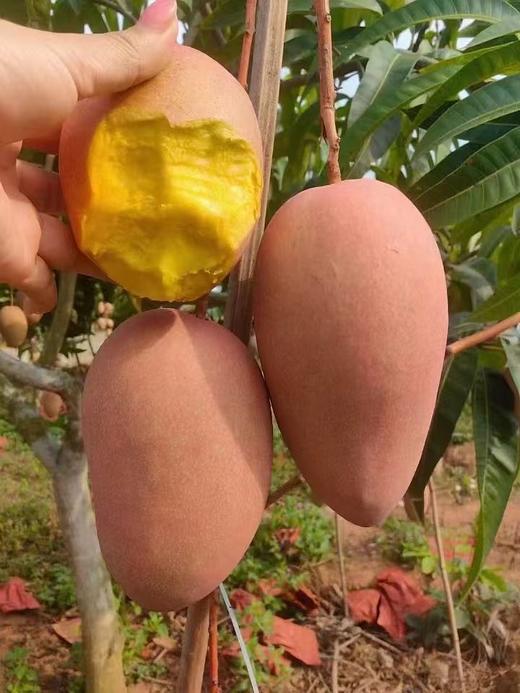 海南三亚红玉芒 商品图1