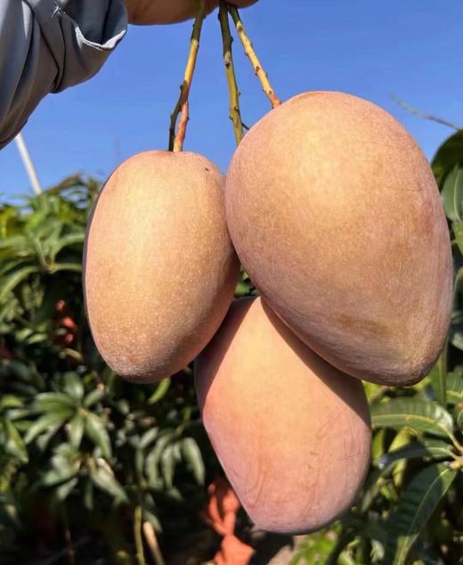 海南三亚红玉芒 商品图0