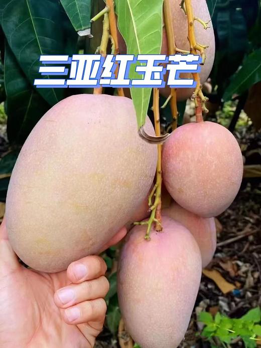 海南三亚红玉芒 商品图7