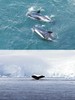 2027.1.08-1.19 Antarctica Expedition  南极半岛 · 极地探险之旅 商品缩略图7