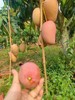 海南三亚红玉芒 商品缩略图3