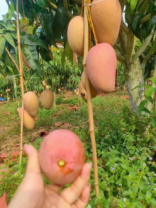 海南三亚红玉芒 商品图3