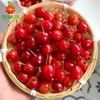 【酸甜可口】本地肉嘟嘟小樱桃 约250g-500g 商品缩略图0