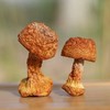 盒装姬松茸  200g 商品缩略图2