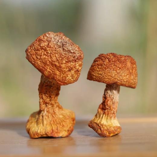 盒装姬松茸  200g 商品图2