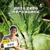 生态莴笋/西芹/豌豆/蚕豆/牛心甘蓝 |合作生产* Ecological vegetables | Partner Production 商品缩略图0