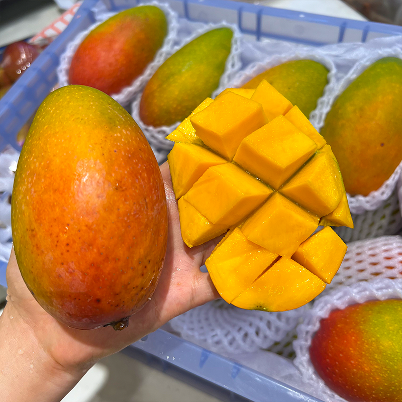 海南树熟贵妃芒 芒果