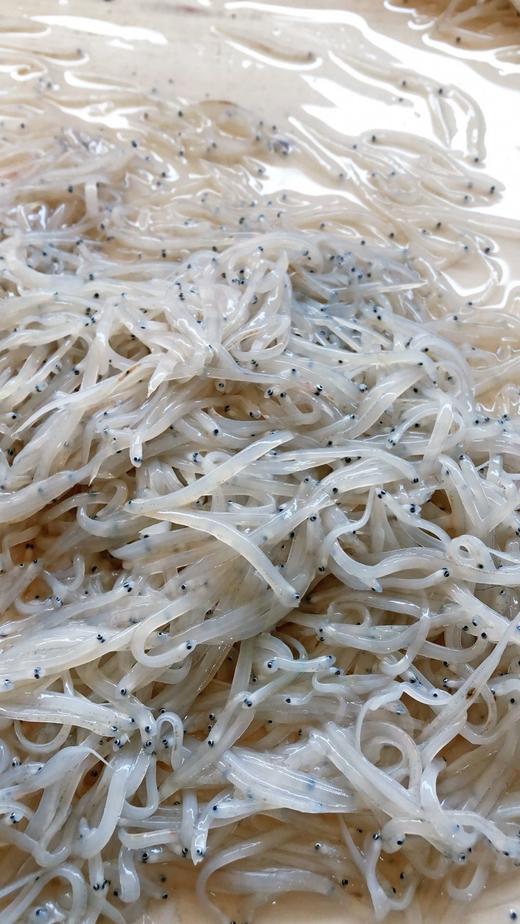 海水小银鱼 商品图1