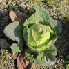 生态莴笋/西芹/豌豆/蚕豆/牛心甘蓝 |合作生产* Ecological vegetables | Partner Production 商品缩略图3