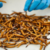野生高海拔新鲜冬虫夏草（西藏加查）| 合作生产 * Fresh Cordyceps sinensis| Partner Production 商品缩略图4