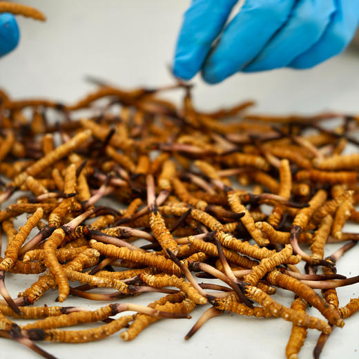 野生高海拔新鲜冬虫夏草（西藏加查）| 合作生产 * Fresh Cordyceps sinensis| Partner Production 商品图4