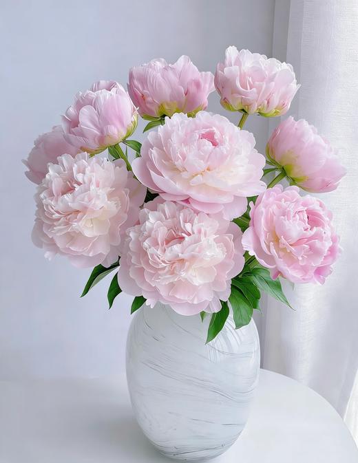 A+级东方少女芍药（5只/扎装） 商品图0