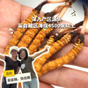 野生高海拔新鲜冬虫夏草（西藏加查）| 合作生产 * Fresh Cordyceps sinensis| Partner Production 商品缩略图0