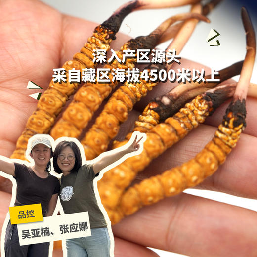 野生高海拔新鲜冬虫夏草（西藏加查）| 合作生产 * Fresh Cordyceps sinensis| Partner Production 商品图0