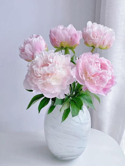 A+级东方少女芍药（5只/扎装） 商品图1