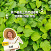 生态蛤蒌叶 | 绿家自产*Ecological Piper sarmentosum Roxb. |  In-House Production 商品缩略图0