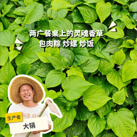 生态蛤蒌叶 | 绿家自产*Ecological Piper sarmentosum Roxb. |  In-House Production