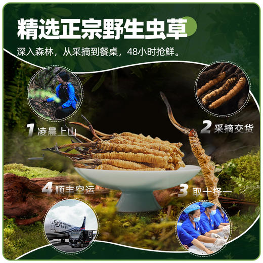 26年当季新鲜冬虫夏草   青藏高原海拔4200米+   顺丰冷链【臻选好物】 商品图1