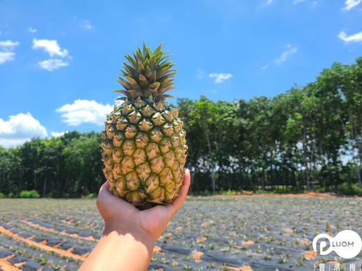 冬蜜凤梨 商品图8