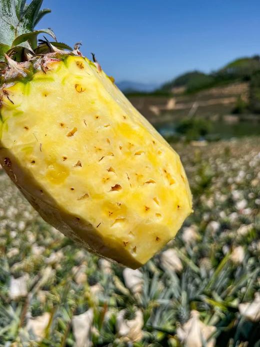 冬蜜凤梨 商品图3