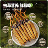26年当季新鲜冬虫夏草   青藏高原海拔4200米+   顺丰冷链【臻选好物】 商品缩略图3