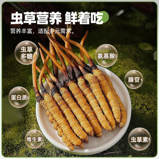 26年当季新鲜冬虫夏草   青藏高原海拔4200米+   顺丰冷链【臻选好物】 商品图3
