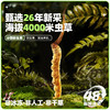 26年当季新鲜冬虫夏草   青藏高原海拔4200米+   顺丰冷链【臻选好物】 商品缩略图0