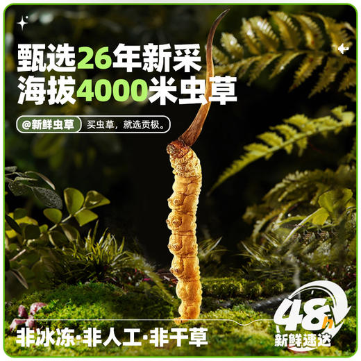 26年当季新鲜冬虫夏草   青藏高原海拔4200米+   顺丰冷链【臻选好物】 商品图0