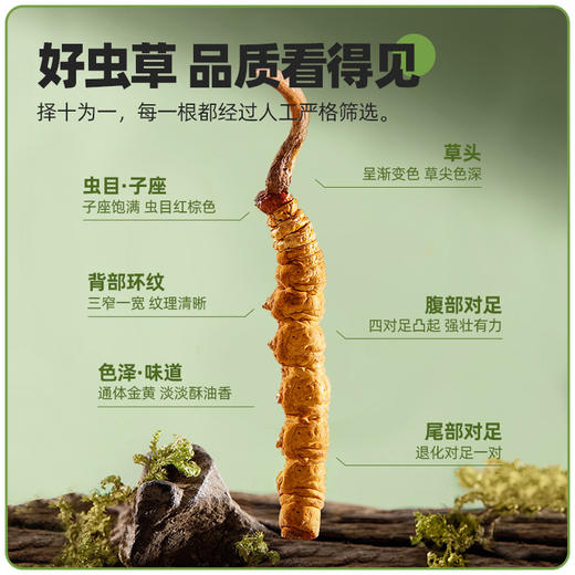 26年当季新鲜冬虫夏草   青藏高原海拔4200米+   顺丰冷链【臻选好物】 商品图2