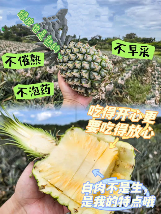 冬蜜凤梨 商品图4