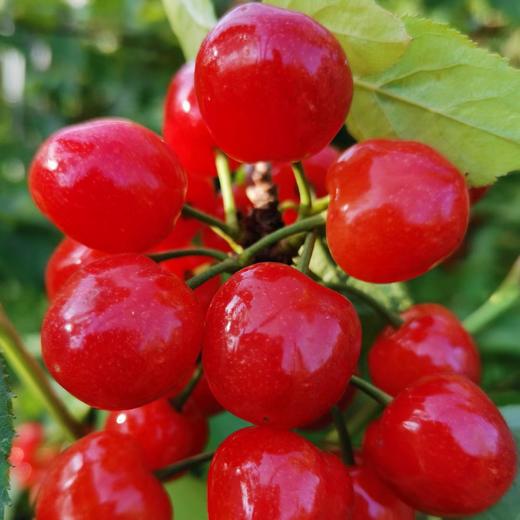 【西安市莲湖区/未央区4月28日自提】十堰市房县红樱桃2.5斤装（仅限4月28日下午5:30自提） 商品图1