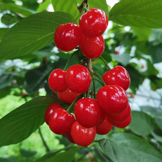 【西安市莲湖区/未央区4月28日自提】十堰市房县红樱桃2.5斤装（仅限4月28日下午5:30自提） 商品图0