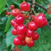 【西安市莲湖区/未央区4月28日自提】十堰市房县红樱桃2.5斤装（仅限4月28日下午5:30自提） 商品缩略图4