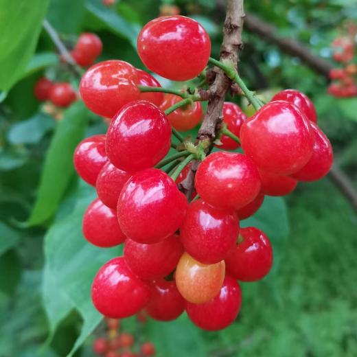 【西安市莲湖区/未央区4月28日自提】十堰市房县红樱桃2.5斤装（仅限4月28日下午5:30自提） 商品图4