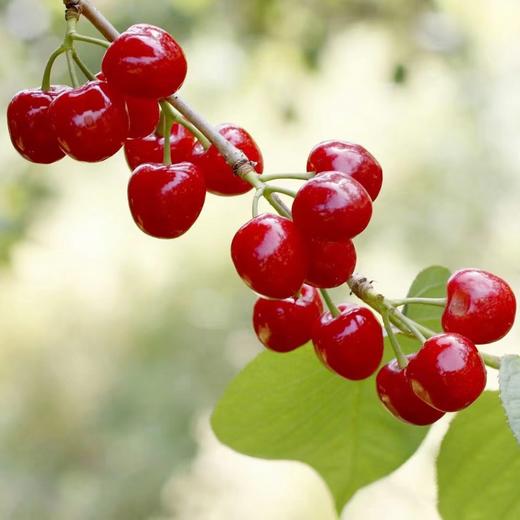 【西安市莲湖区/未央区4月28日自提】十堰市房县红樱桃2.5斤装（仅限4月28日下午5:30自提） 商品图3