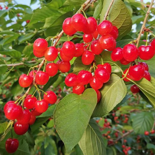 【西安市莲湖区/未央区4月28日自提】十堰市房县红樱桃2.5斤装（仅限4月28日下午5:30自提） 商品图5