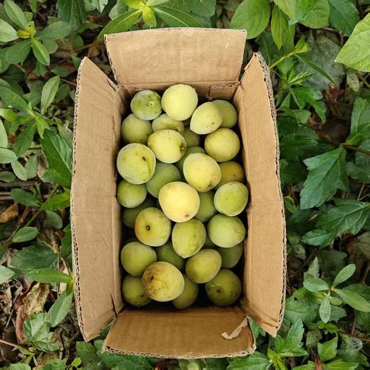 生态青梅（广东）| 合作生产 * Ecological green plum | Partner Production 商品图4