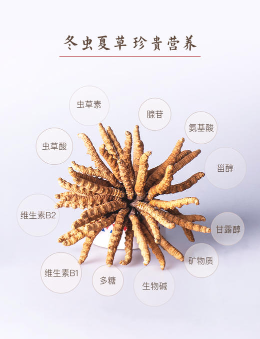 【6月15日24点截单】正安好礼 野生冬虫夏草（新鲜干刷） 来自青海的好虫草 人工寻采 顺丰冷链空运【不可用券】【新鲜产品，无质量问题不可拒收，不可换货】【下单后48小时内即可发货】 商品图6