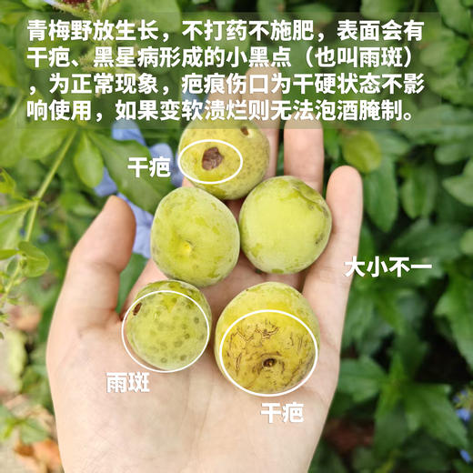 生态青梅（广东）| 合作生产 * Ecological green plum | Partner Production 商品图1