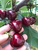 山东美早大樱桃 商品缩略图2