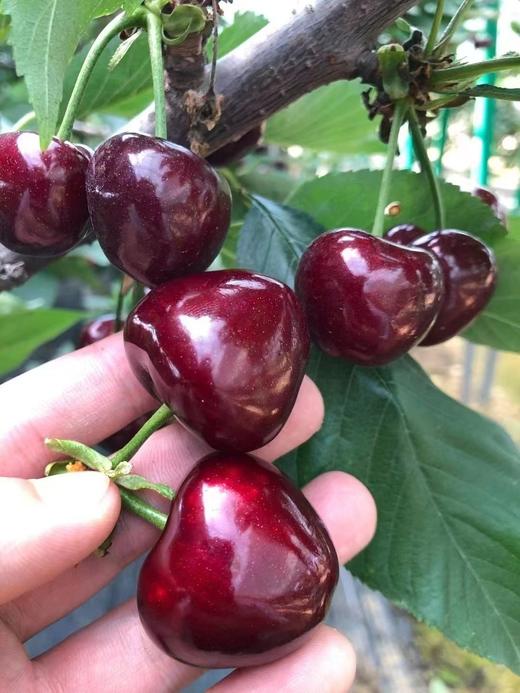 山东美早大樱桃 商品图2