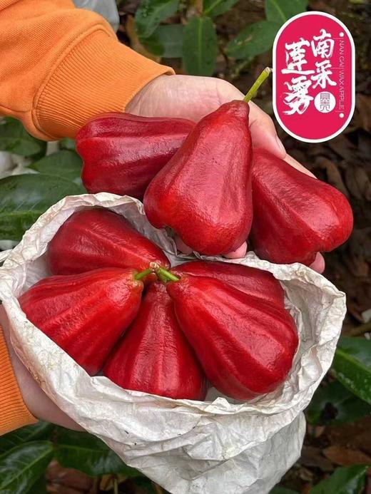 海南南采·黑金刚莲雾+新西兰微风苹果+泰国奶香椰皇+云南大理高原沃柑 商品图0