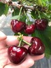 山东美早大樱桃 商品缩略图3