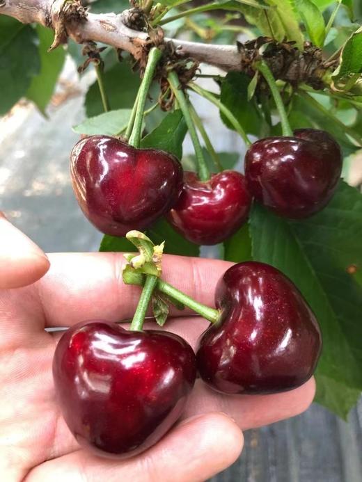 山东美早大樱桃 商品图3