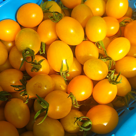 生态圣女果 | 合作生产*Ecological "Saint" Tomato| Partner Production 商品图2