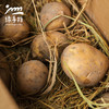 生态土豆 | 合作生产*Ecological "Saint" Tomato| Partner Production 商品缩略图2
