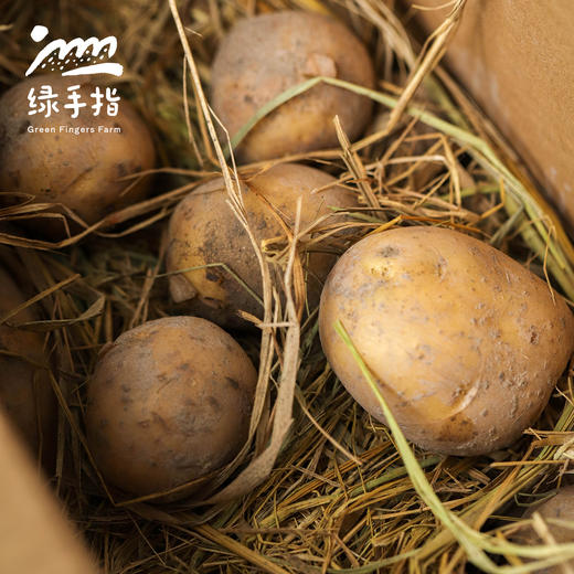 生态土豆 | 合作生产*Ecological "Saint" Tomato| Partner Production 商品图2